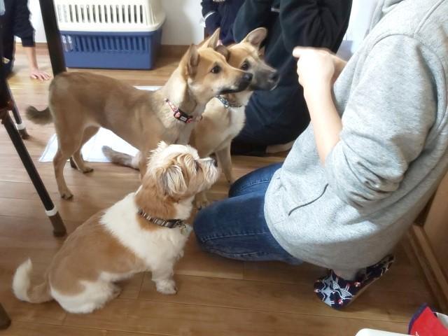 【サービス管理責任者】共同生活援助/「選べる年間休日数・時短勤務OK・残業ほぼなし」/月給33万円～・月給35万円～/ペット利用可の障がい者向けグループホーム♪/正社員/資格必須の写真3枚目