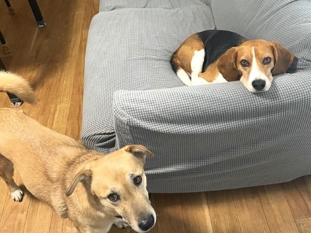 【サービス管理責任者】共同生活援助/「選べる年間休日数・時短勤務OK・残業ほぼなし」/月給33万円～・月給35万円～/ペット利用可の障がい者向けグループホーム♪/正社員/資格必須の写真5枚目