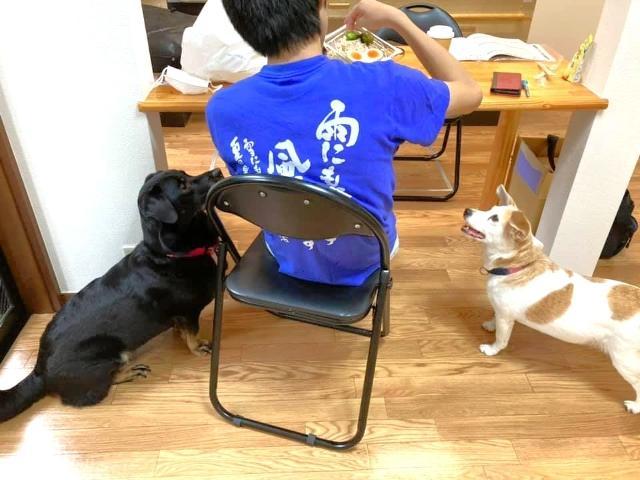 【サービス管理責任者】共同生活援助/曜日、時間帯の相談OK/11時始業◎/ペット同伴出勤可/動物に癒されながら暮らすグループホーム♪/時給2,050円〜/パート・アルバイト/資格必須の写真2枚目