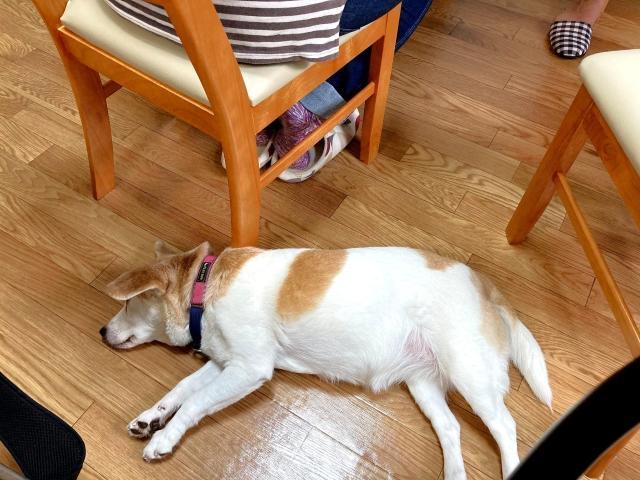 【サービス管理責任者】共同生活援助/曜日、時間帯の相談OK/11時始業◎/ペット同伴出勤可/動物に癒されながら暮らすグループホーム♪/時給2,050円〜/パート・アルバイト/資格必須の写真3枚目