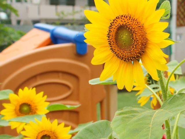 【保育士】多機能型施設/完全週休2日制/日曜休み◎/残業ほぼなし/スキルアップ研修あり/コミュニケーションを大切に、こころも体も笑顔になる支援を♪/月給19万円～/正社員/資格必須の写真2枚目