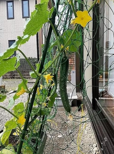 【児童発達支援管理責任者】多機能型施設/未経験可/手厚い入社時研修あり◎/⽉給35万円〜/自然に囲まれた環境で豊かな感性をはぐくむ♪/正社員/資格必須の写真5枚目