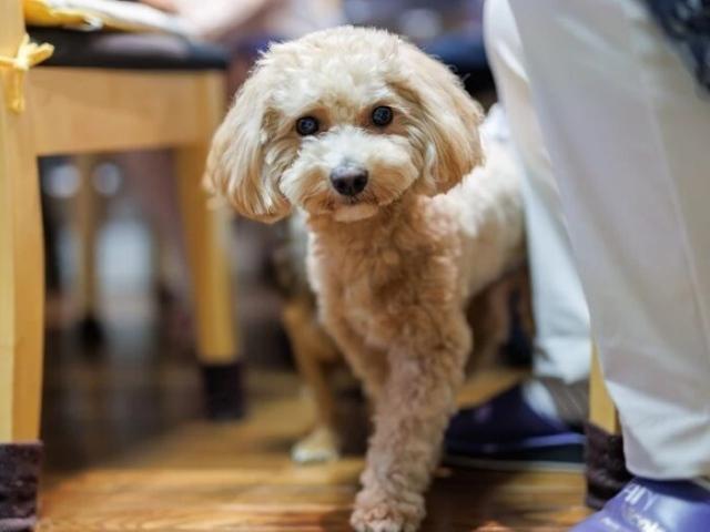 【サービス管理責任者】共同生活援助/年休122日以上/残業ほぼなし◎/ペット共生型グループホーム♪/ご利用者の生きづらさに寄り添う心からのサポートを/月給28万円～/正社員/資格必須の写真2枚目